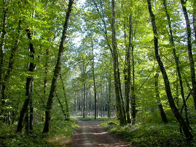 Forêt de Grenois